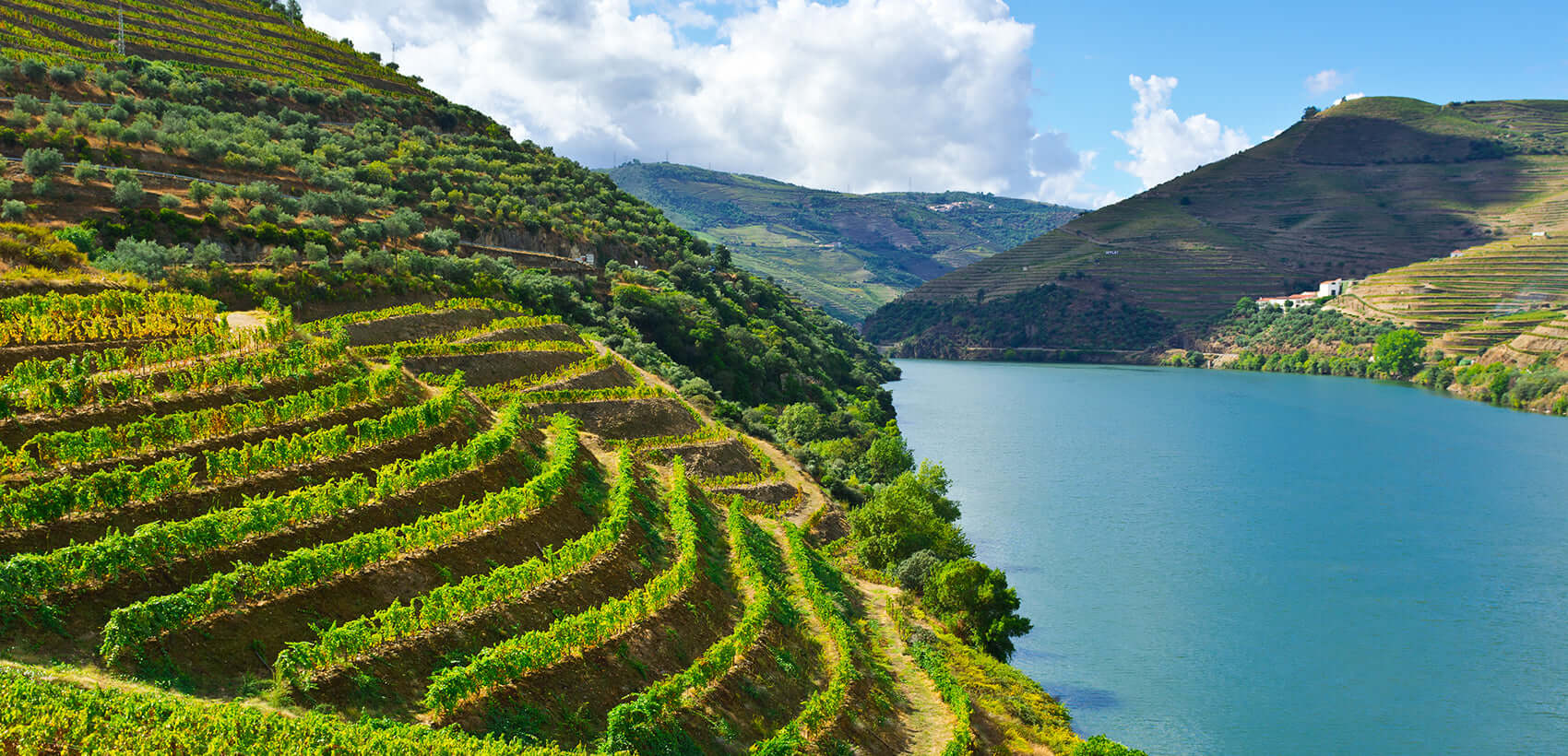 Foto dos vinhedos com o Rio Douro. Image 1: Vinhedos-do-Douro. Via vinogrande.